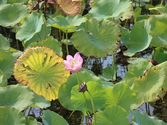 -野鸭湖国家湿地公园