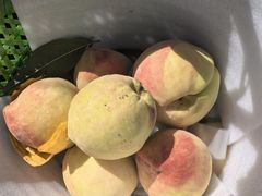 -老袁家蜜桃农场·阳山水蜜桃