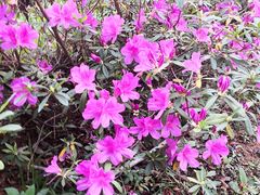 -天适樱花悠乐园