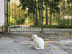 -三里屯东五街银杏大道