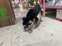 -FAELING PETS美天灵宠物(合生汇店)