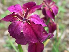 -贵阳市花溪国家城市湿地公园