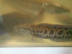 -湄公河秘制烤鱼(西双十贰城商业中心店)