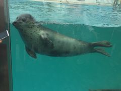 -北戴河圣蓝海洋公园