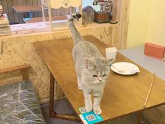 -猫色咖啡·猫咖