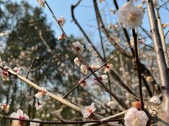 -陆家嘴中心绿地