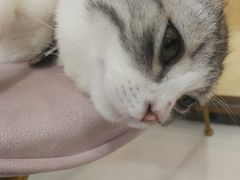 -糯米喵星人·撸猫猫舍咖啡馆(西市场嘉华店)