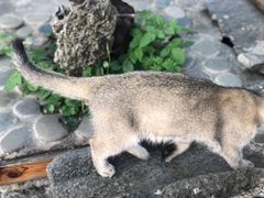 -喵屿·大理花园猫咖