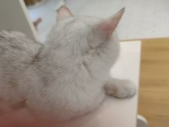 -猫域·湾主题猫咖·宠物吧(南坪城市广场店)