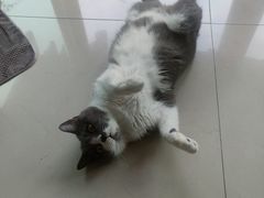 -东莞宠友24H宠物中心医院·转诊夜诊·异宠(新河北路院)