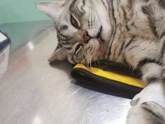-米苏动物医院·犬猫专科·骨科外科内窥镜