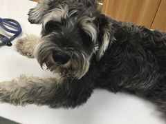 -康乐宝动物医院