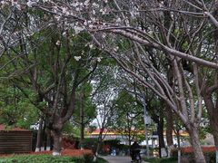 -高东镇樱花园