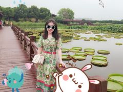 -荷塘月色湿地公园·向阳花洲