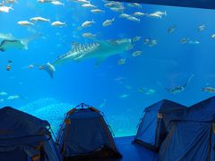 -长隆海洋王国-海洋大街餐厅