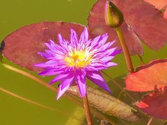 -国家植物园南园