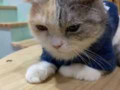 -Bastet sally猫舍购宠(静安店)
