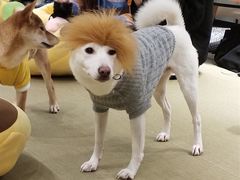 -逗柴咖啡屋·狗咖猫咖宠物桌游