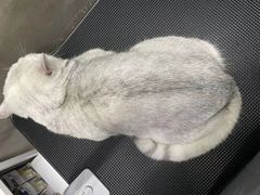 -PETKIT小佩宠物·低压洗护(国顺东路店)