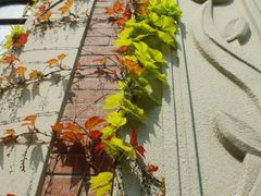 佘山艾美景观套房-教堂2-上海佘山茂御臻品之选酒店(原佘山艾美酒店)