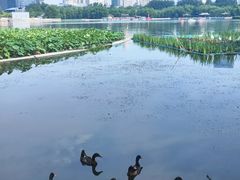 -莲花池公园