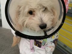 -乐琪宠物医院·犬猫专科·骨外科·急重症