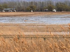 -野鸭湖国家湿地公园