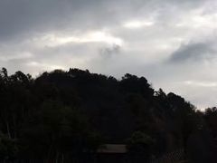 -王借岗森林公园