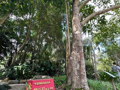 -中国科学院西双版纳热带植物园