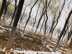 -大兴滨河森林公园