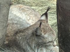 -青藏高原野生动物园