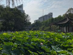-莲湖公园