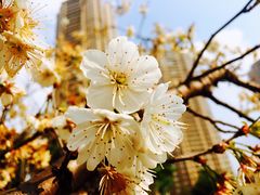 -重庆市江北嘴中央商务区中央公园