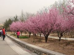 -北京鹫峰国家森林公园