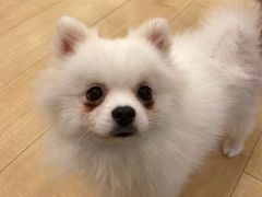-Let's go狗咖·猫咖·奶狗·桌游(春熙路IFS店)