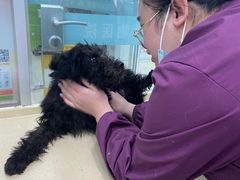 -乖乖乐动物医院(小汤山分院)