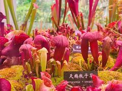 -中国科学院西双版纳热带植物园