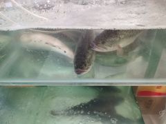 -德优正宗川菜馆