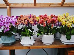 -荷兰花海