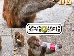 -黔灵山公园