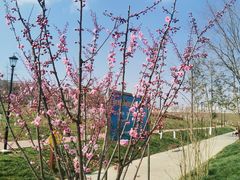 -三圣花乡旅游区