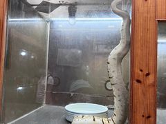 -上海大自然野生昆虫馆(东方明珠·爬宠昆虫探索中心)