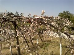 -白塘生态植物园