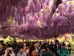 -嘉定紫藤园