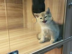 -喵百万·布偶·蓝金金渐层英短·猫舍(百子湾店)