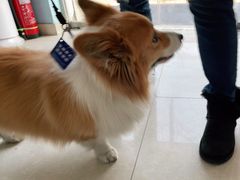 -瑞派福兴宠物医院犬猫全科·骨科·中西医结合(河东店)