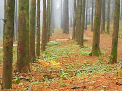 -山王坪喀斯特国家生态公园