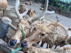 -海南热带野生动植物园