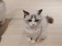 -momokira米努特·德文卷毛猫·棉花面纱犬