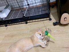 -东方名猫馆·英短金渐层布偶猫舍(环线广场1号楼店)